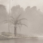 Misty motif of a palm tree