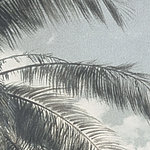 Gros plan sur un palmier