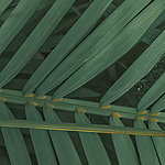 Лист папоротника темно-зеленый