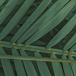 Feuille Lointain vert foncé - View 1