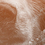 Крупный план морды медведя в коричневом винтажном цвете