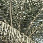 Palm leaves on top of each other