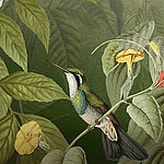 bunter Kolibri