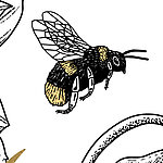 Drawn bee in black and yellow on white background