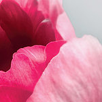 Цветок в розово-розовых тонах