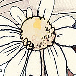 Margerite Zeichnung Blüte