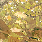 foglie dense e verdi