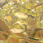 Plantas naranja - View 1