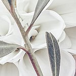 White flowers and style with leaves