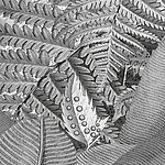 Close-up of leaves in grey - View 1