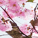 Розовые цветы вишни