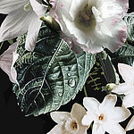 Nahaufnahme weißer Blüten und eines grünen Blattes mit Wassertropfen