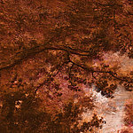 Motif de forêt abstrait dans les tons marron foncé - View 1