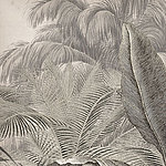 Large leaves in black and white