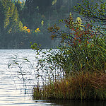 Идиллическое озеро на краю леса