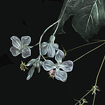 Kleine, zarte Blüten in weiß auf schwarzem Hintergrund