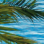 Blue sea with detail of palm tree