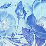 blaue Blüten einer Rose