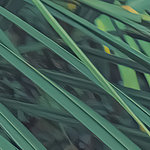 Leaves of a distant plant