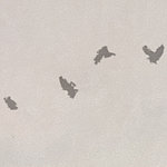 Birds flying through the air