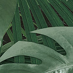 Detail of drawn leaves in green
