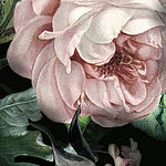 Крупный план цветка розовой розы