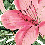 fiore rosa con foglie grandi - View 1