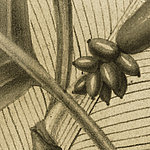 Tropical - View 1