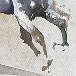 Jambes peintes d'un cheval blanc