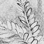 Нарисованные листья в черно-белом цвете