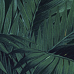 Dark green leaves on a black background
