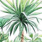 Watercolour painted palm tree