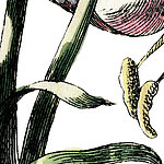 Dettagli stelo di fiore - View 1