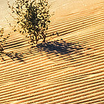 Sable avec plante verte