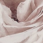 Close-up of pink petals