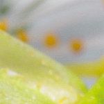 verschwommene Nahaufnahme von grünem Blumenblatt