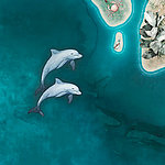 Два нарисованных дельфина в море