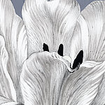 Gros plan sur une fleur peinte en blanc