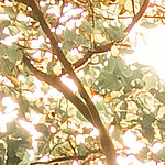 View into a tree crown