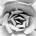 Close-up of a rose blossom in black and white