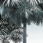 High palm trees