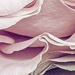 Detail of pink rose petal
