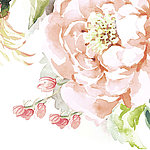 Цветок пиона розового цвета, нарисованный акварелью