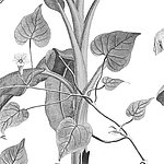 Gros plan sur la tige de la plante dessinée en noir et blanc
