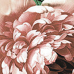 Крупный план лепестков розовой розы