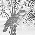 Vogel auf Palme sitzend in grau