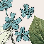 Fleurs bleues peintes avec feuille verte