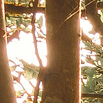 Cactus spines - View 1