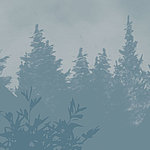 Bäume in Blau Nebeloptik