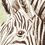 Zebra Augen Schwarz Weiß